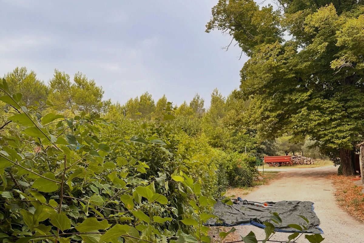 Avant - Haie sauvage débordant sur l'allée