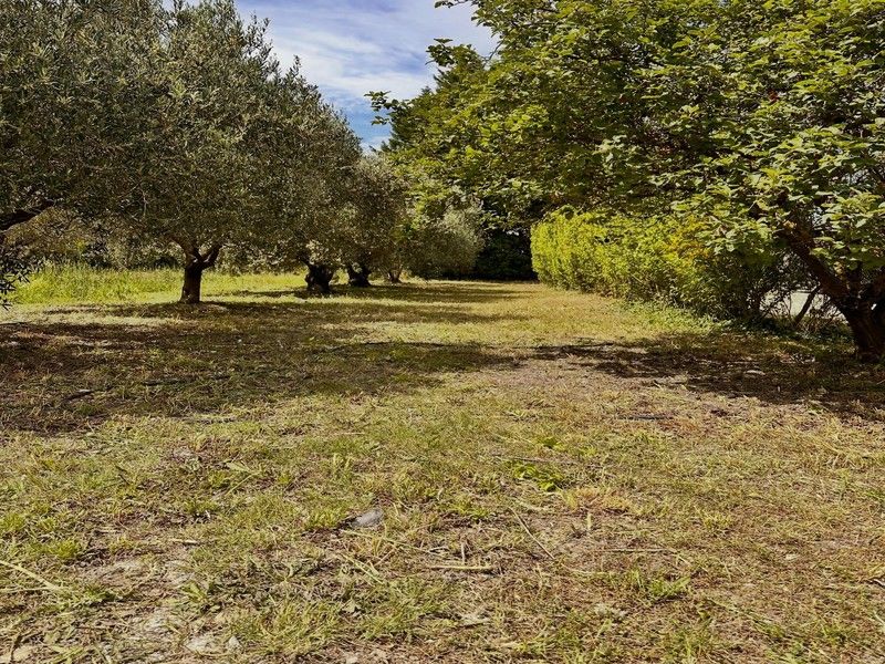 Tonte et entretien d'oliveraie et pelouse à Entraigues-sur-la-Sorgue